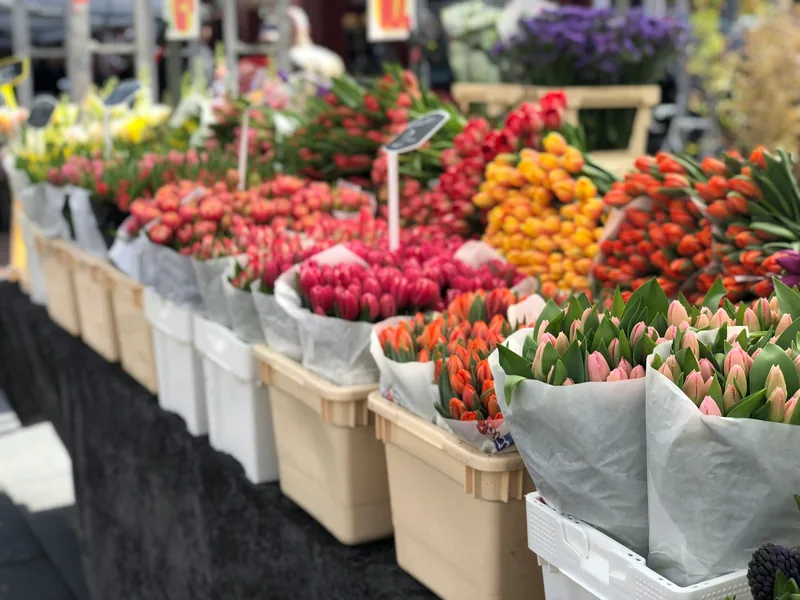 Flowers in a greenhouse — horticulture sector
